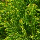 Tuia Rogersii