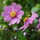Anemone de toamna