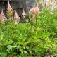 Astilbe