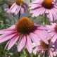 Echinacea