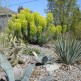 Euphorbia Characias