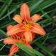 Hemerocallis