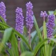 Liriope muscari Ingwersen