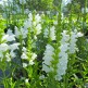 Rachitica Summer Snow