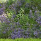 Salvie Icterina