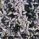 Salvie Purpurascens