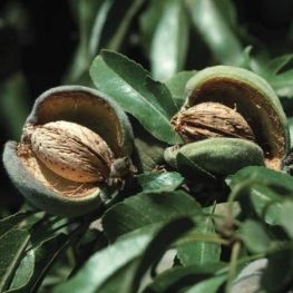 Migdal Record de Teteny