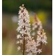 Tiarella wherryi