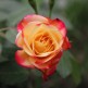 Trandafir floribunda Foc de Tabara
