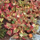 Planta Cameleon