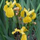 Iris de Balta