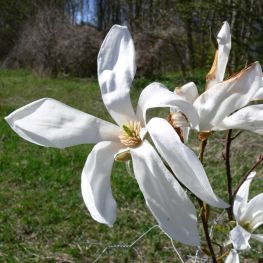 Magnolia Kewensis Wada's Memory