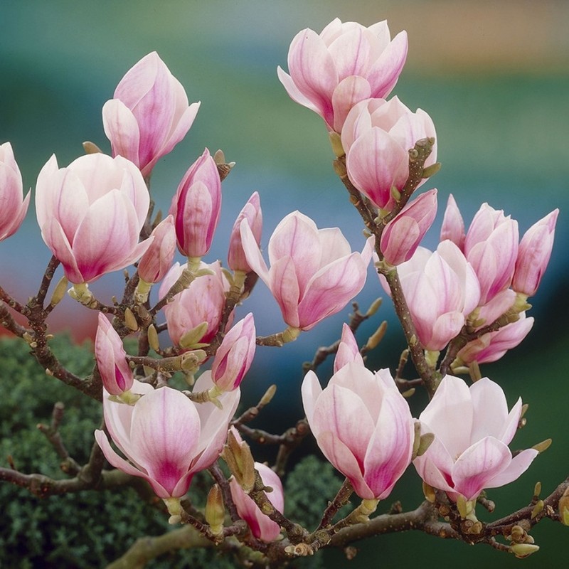 Magnolia Soulangeana - GardenExpert.ro