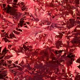 Artar Japonez cu Frunze Rosii