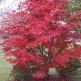 Artar Japonez cu Frunze Rosii