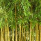 Bambus Phyllostachys aureosulcata