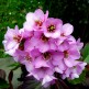 Bergenia