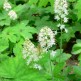 Tiarella