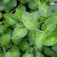 Saschiu Maculata