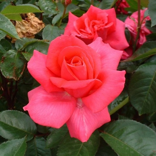 Trandafir floribunda Criterion