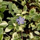 Pervinica Argenteovariegata