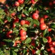 Barcoace Cotoneaster dammeri Skogholm