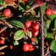 Cotoneaster Parkteppich