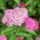 Cununita Spiraea Anthony Waterer