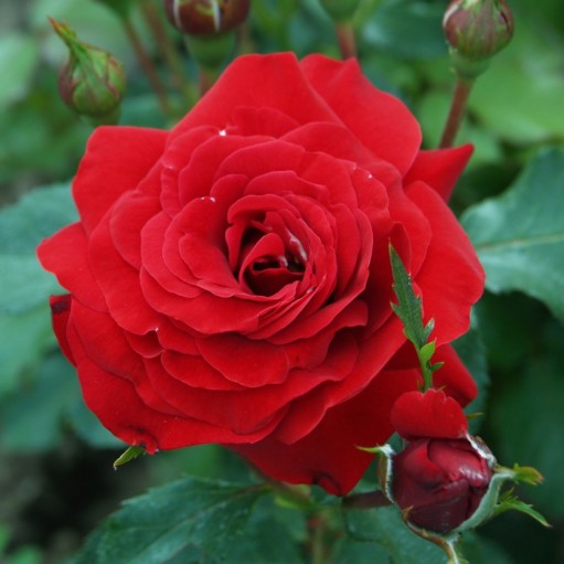 Trandafir floribunda Nina Weinbull