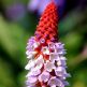 Primula Orhidee
