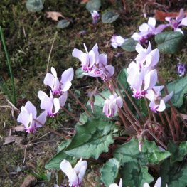 Cyclamen hederifolium