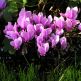 Cyclamen hederifolium