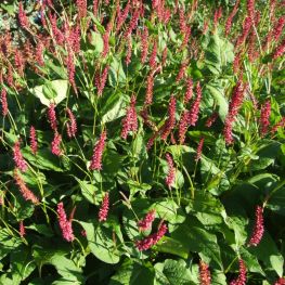 Persicaria Amplexicaulis Speciosa