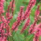 Persicaria Amplexicaulis Speciosa