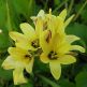 Ixia Yellow Emperor