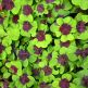 Oxalis deppei