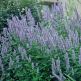 Agastache Blue Fortune
