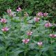Chelone obliqua