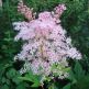 Cretusca Filipendula rubra Venusta