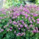 Geranium cantabrigiense Cambridge