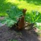 Gunnera manicata