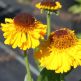 Helenium bigelovii The Bishop