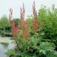 Revent Rheum palmatum tanguticum