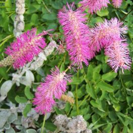 Sorbestrea Sanguisorba obtusa