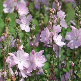 Sidalcea Elsie Heugh