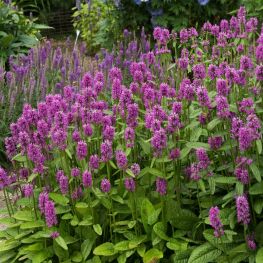Stachys monieri Hummelo