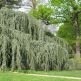 Cedru libanez Glauca