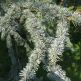 Cedru libanez Glauca