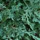 Ienupar orizontal Wiltonii