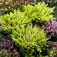Ienupar orizontal Limeglow